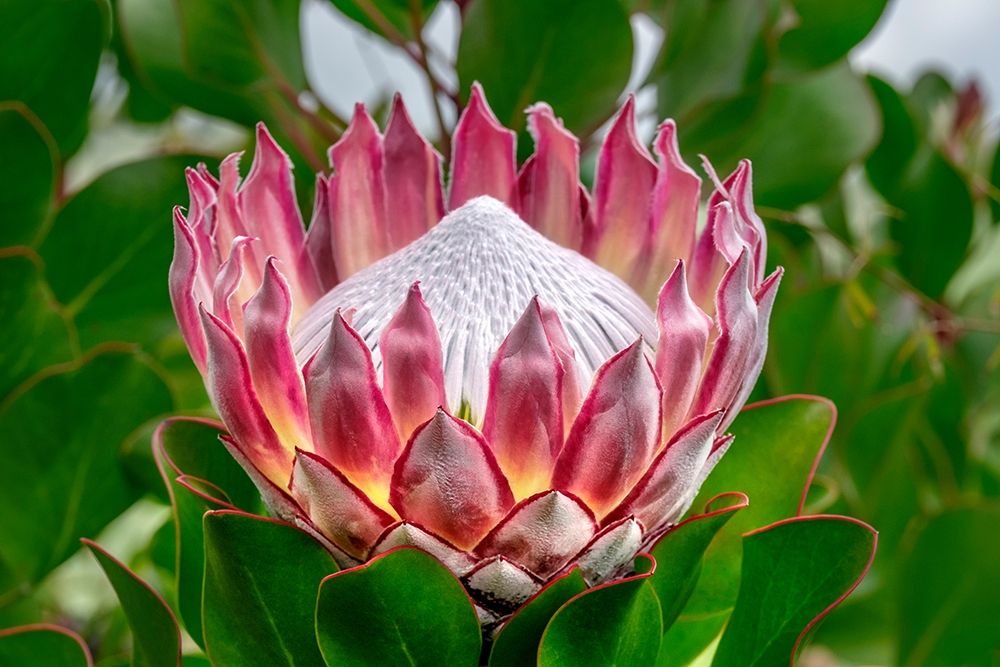 King Protea flower